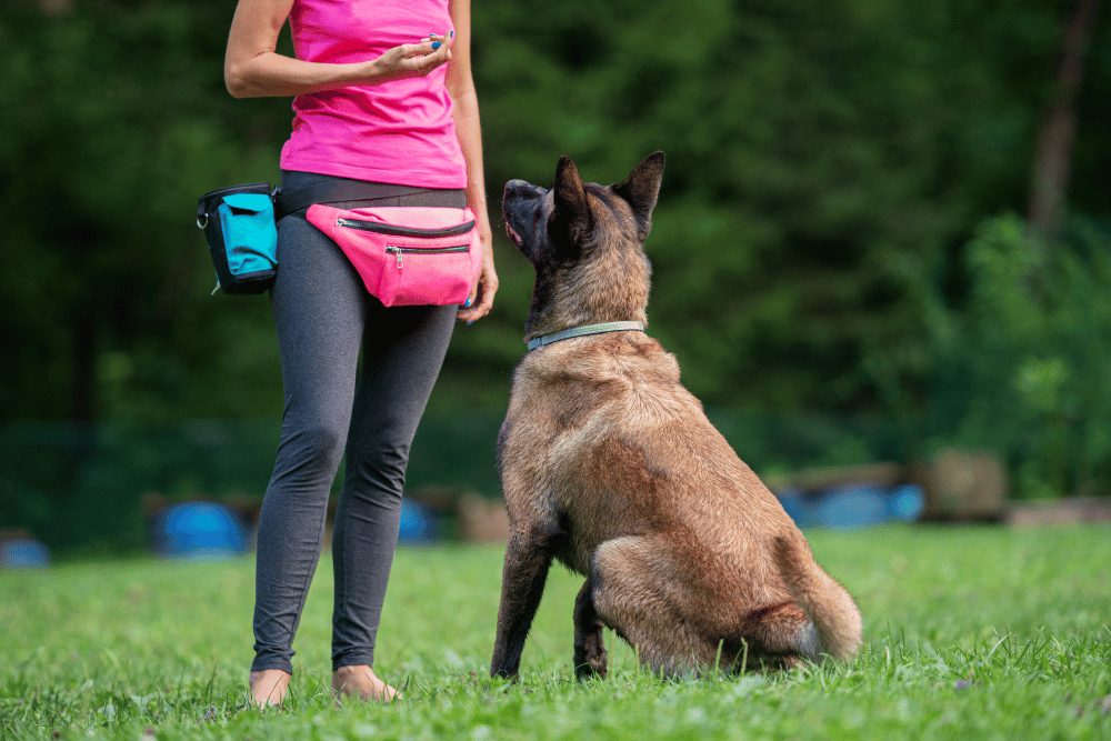 How to Train a Guard Dog