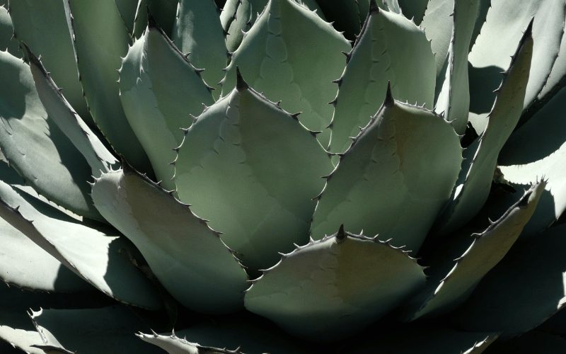 Agave