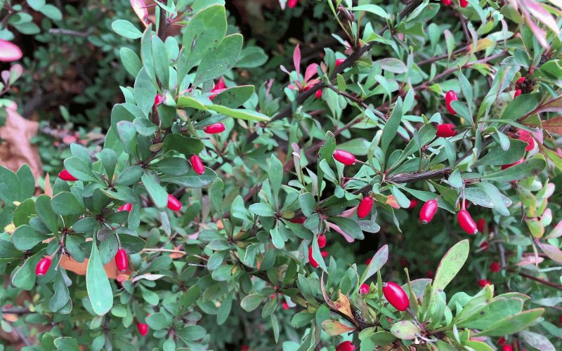 Barberry (Berberis)