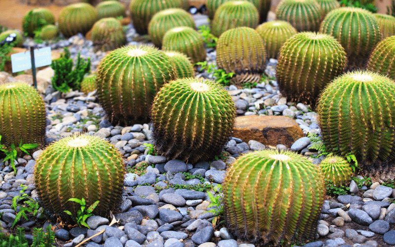 Barrel Cactus