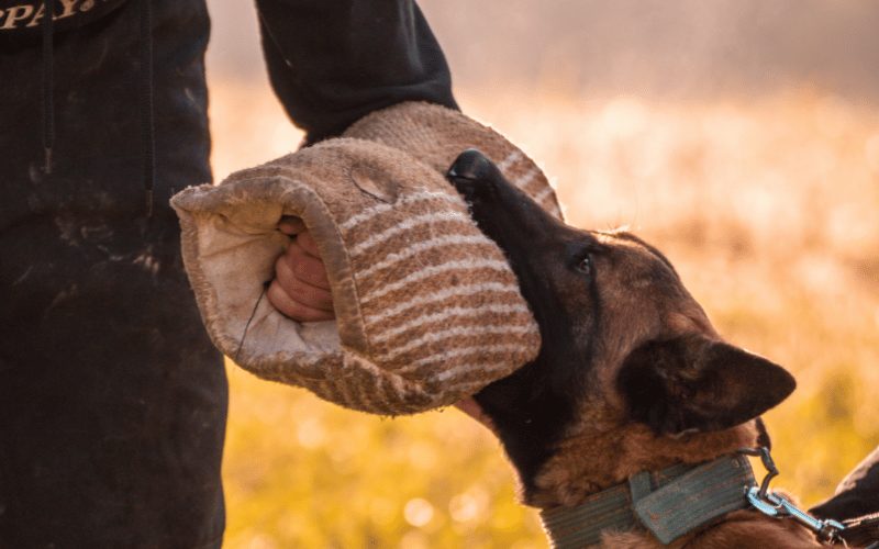 Security Dog